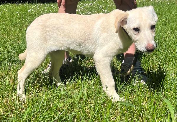 NUVOLA BELLISSIMA CUCCIOLA Foto 6